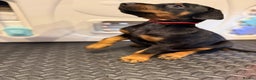 Dobermann dogs for sale: Litter of 9 beautiful Doberman puppies - Advert 11
