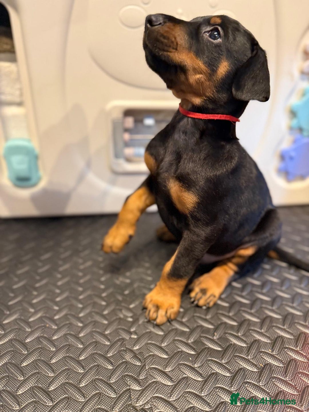 Dobermann dogs for sale: Litter of 9 beautiful Doberman puppies - Advert 11