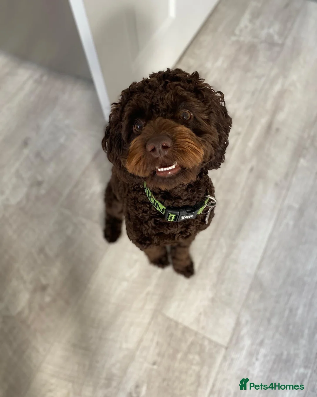 Cockapoo dogs for sale: Charlie the cockerpoo in Wigan - Advert 18