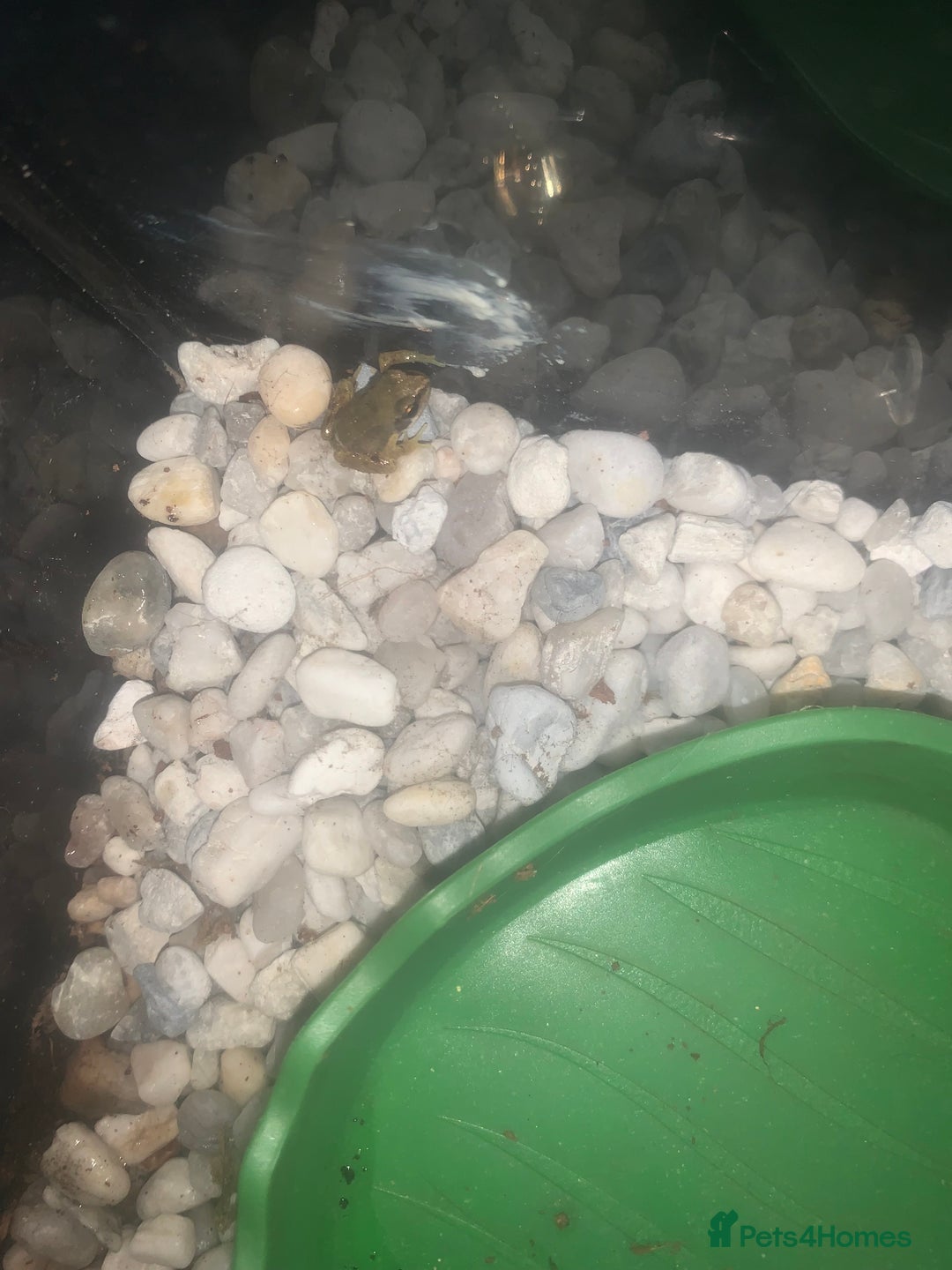 Frog reptiles for sale: Frog for sale  - Image 2