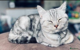 British Shorthair cats for sale: 1 Smokey female British shorthair *REDUCED* - Image 12