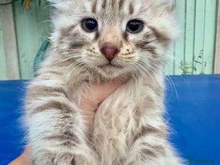 Savannah cats Super rare longhaired girl - Advert 3