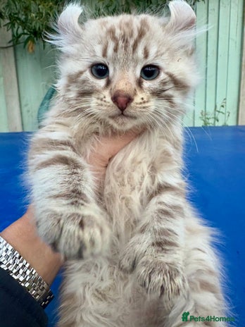 Savannah cats Super rare longhaired girl - Advert 1