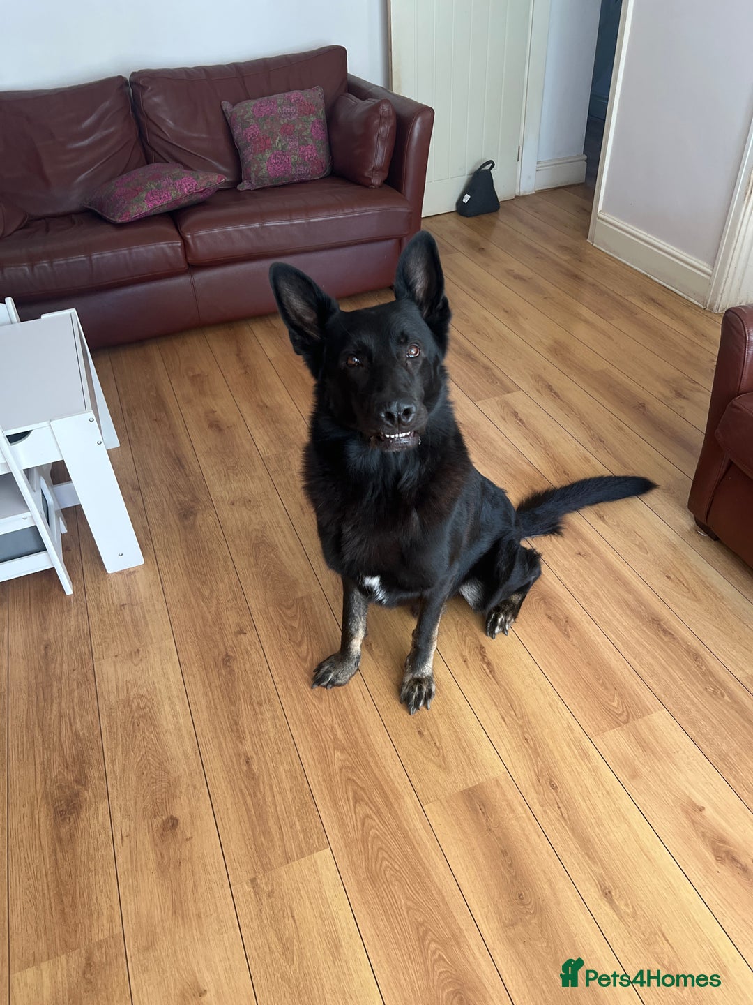 German Shepherd dogs for stud: All black German Shepherd for Stud 5yo - Image 3