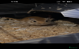 Gerbil rodents for sale: 2 female gerbils - Image 4