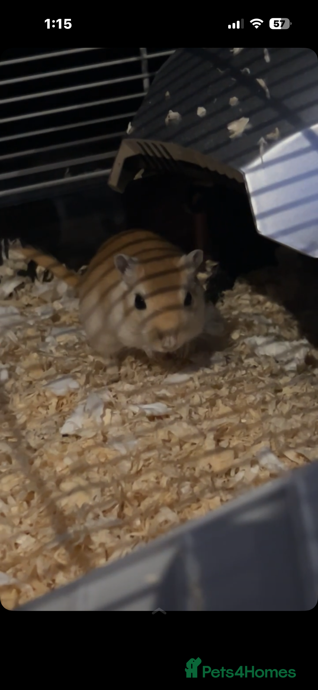 Gerbil rodents for sale: 2 female gerbils - Image 4