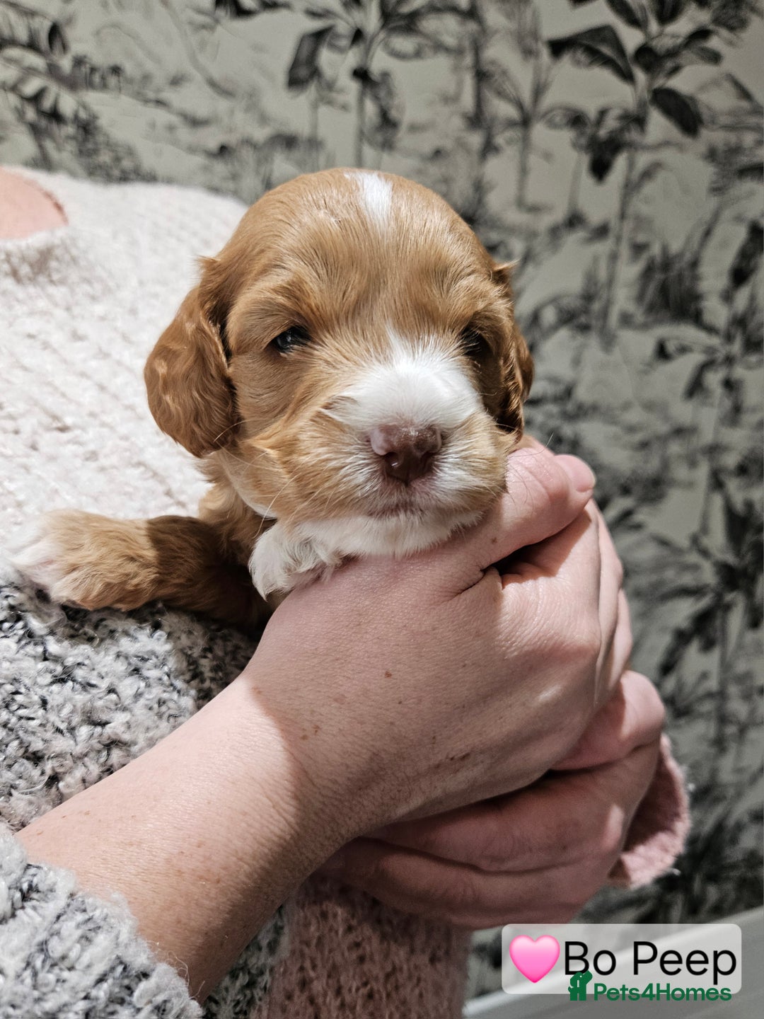 Cockapoo dogs for sale: F3b Cockapoo Puppies – DNA health tested - Advert 17