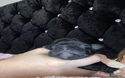 Shih Tzu dogs for sale: Shitzu  - Image 6