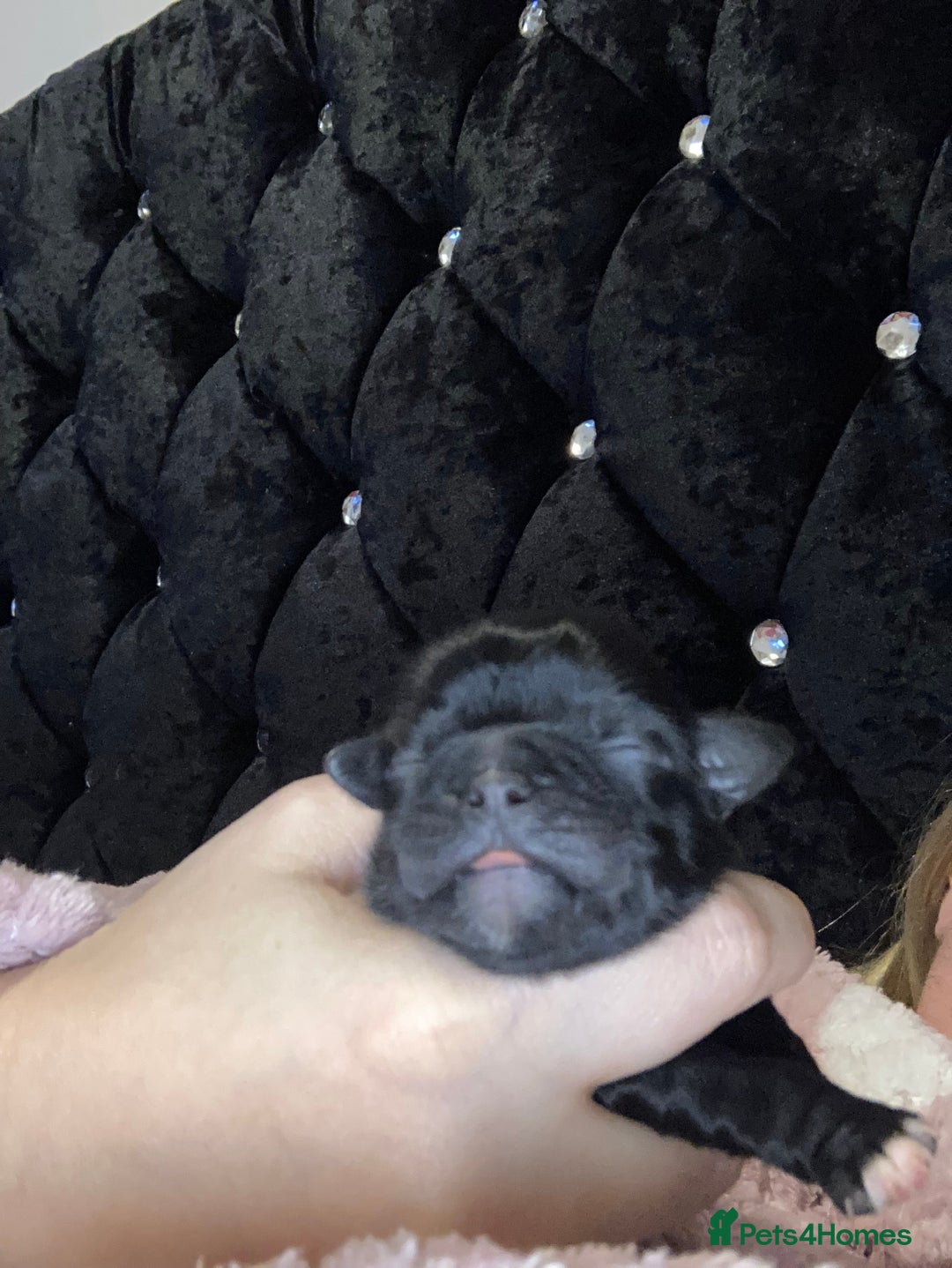 Shih Tzu dogs for sale: Shitzu  - Image 6