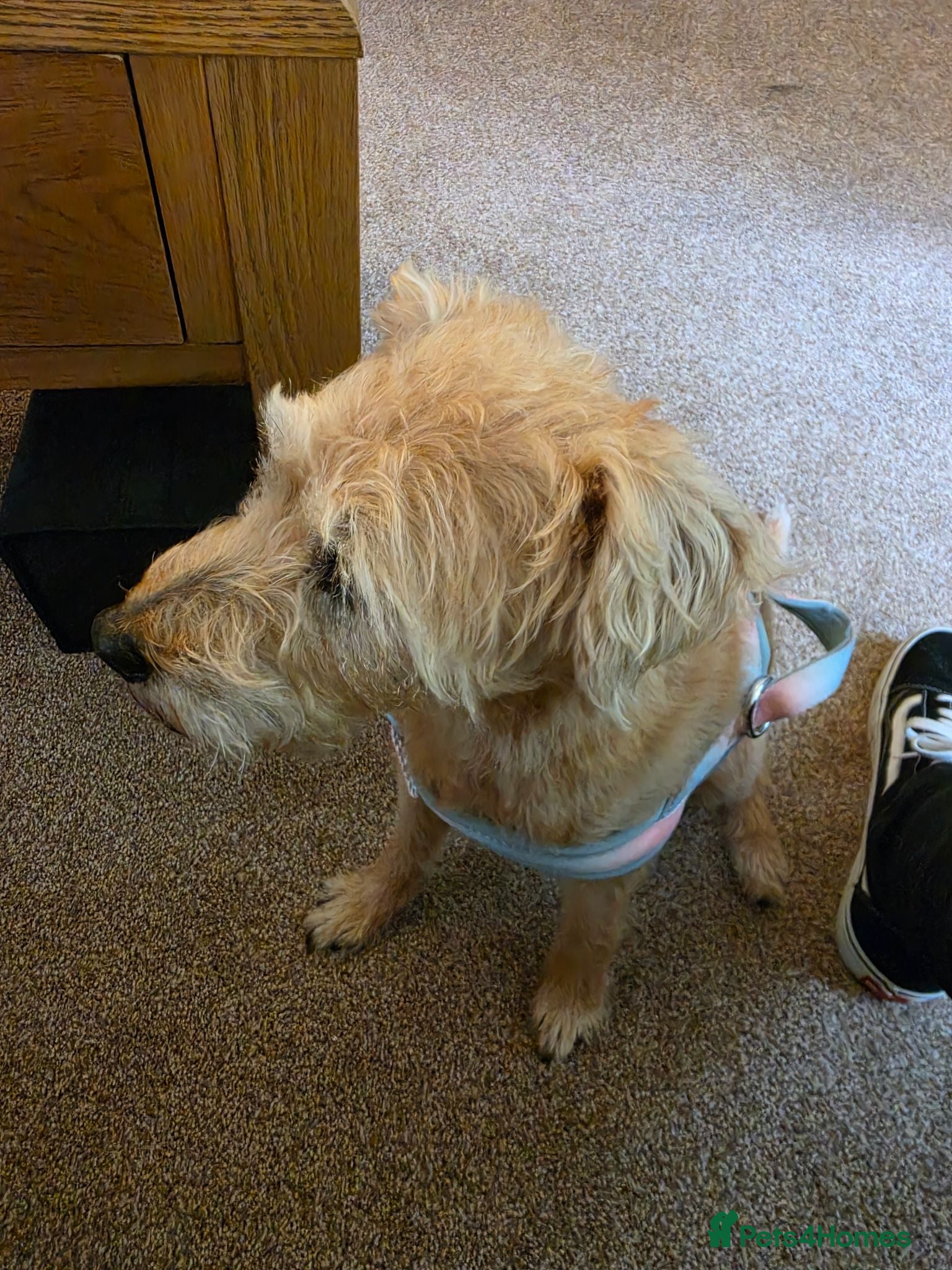 Mixed Breed dogs Female border terrier cross for sale  - Advert 1