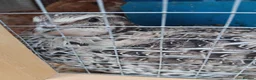 Quail poultry for sale: Hatching eggs sparkly and glitters  - Advert 20