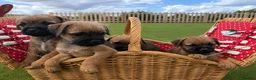 Border Terrier dogs for sale: Pure border terrier pups  - Advert 3