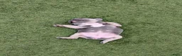 French Bulldog dogs for sale: French bulldog puppies  - Advert 24