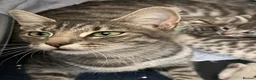 Mixed Breed cats for sale: 6 x grey tabby 1 x white - Advert 9