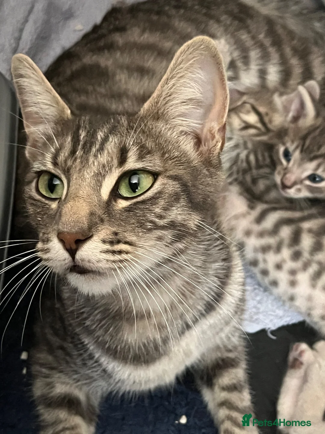 Mixed Breed cats for sale: 6 x grey tabby 1 x white - Advert 9