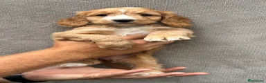 Cockapoo 4