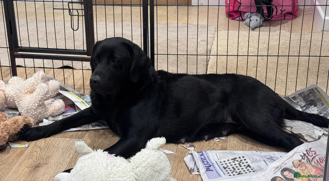 Labrador Retriever dogs for sale: Quality KC Reg Labrador Retriever Adult Bitch - Advert 2