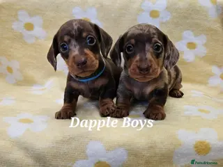 Miniature Dachshund dogs Smooth coat mini dachshunds - Advert 14