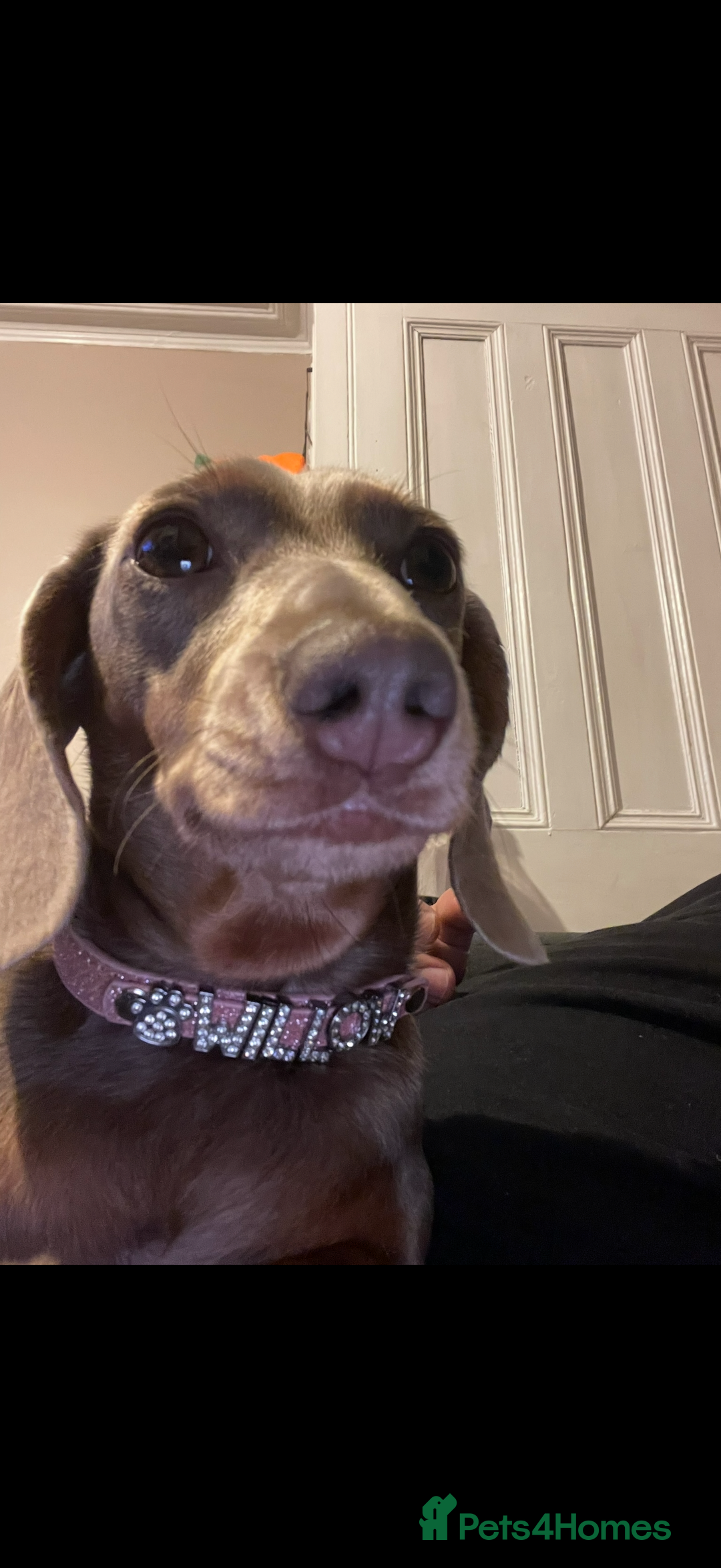 Miniature Dachshund dogs for sale: 🐾 Miniature Dachshund Puppies KC Registered  - Advert 3