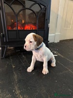 Boxer dogs - Advert 3