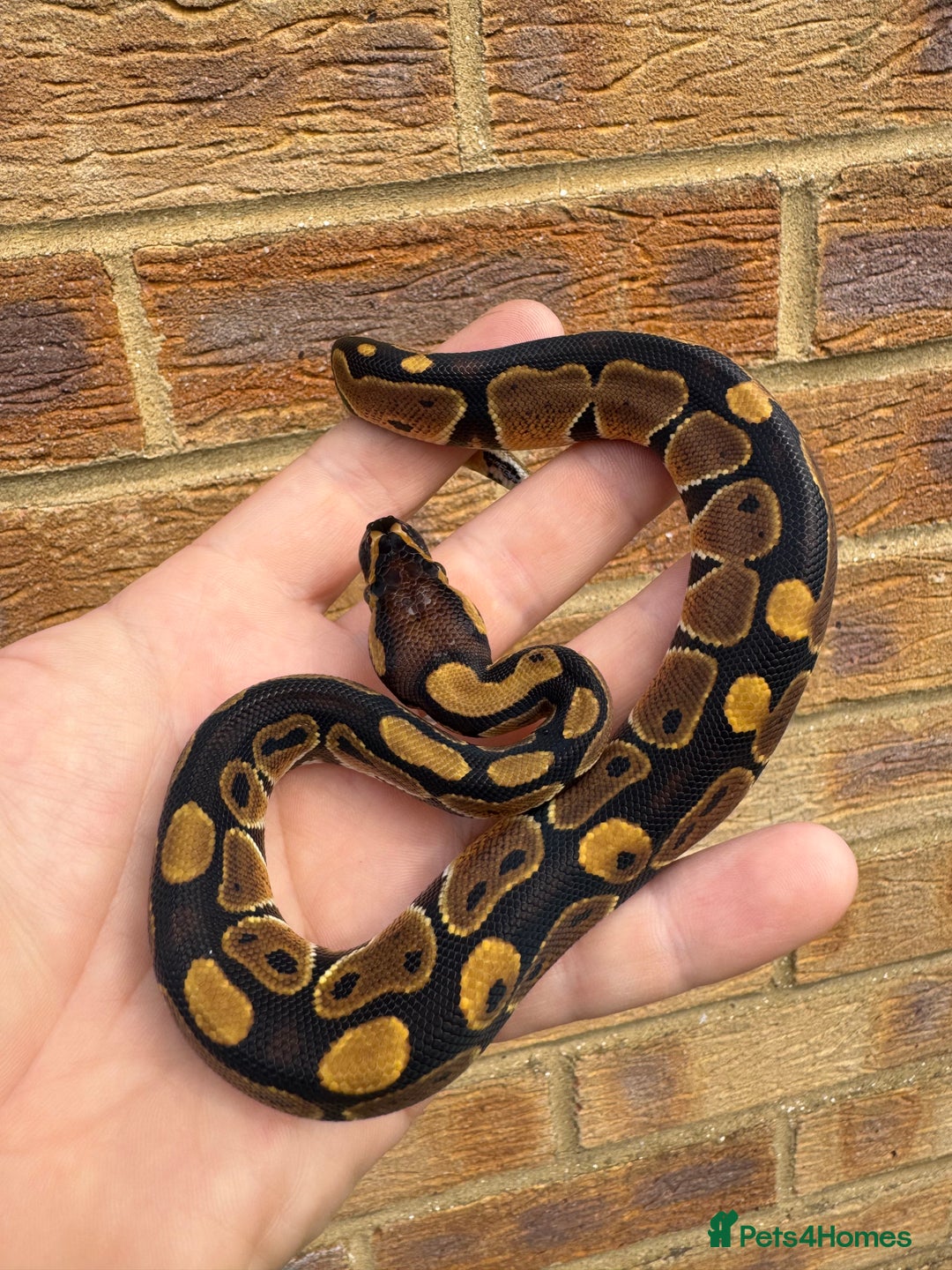 Python Snake reptiles for sale: Ball python hatchlings  - Advert 2