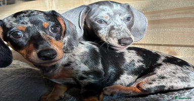 Miniature Dachshund dogs - Advert 5