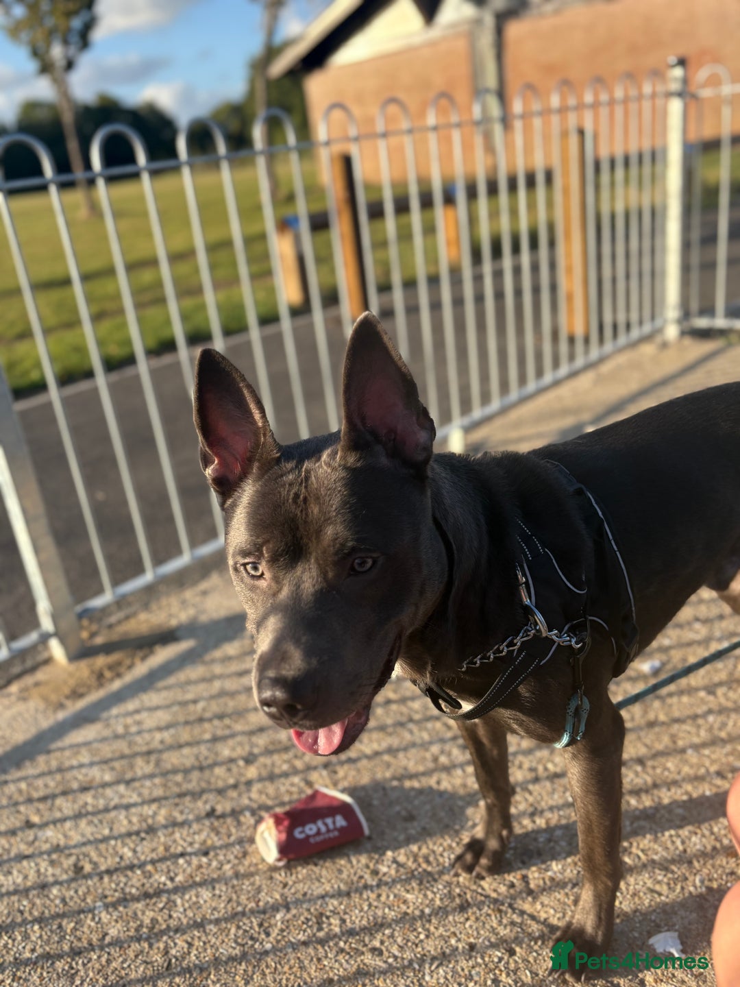 Mixed Breed dogs for sale: Smokey - Image 2