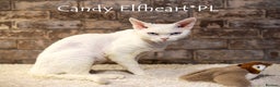 Devon Rex cats for stud: Stunning white boy with blue eyes for stud in Whitchurch - Advert 2