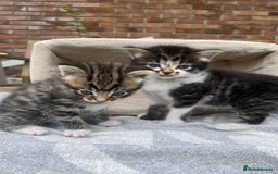 Mixed Breed cats for sale: Fluffy mixed tabby kittens  - Image 26