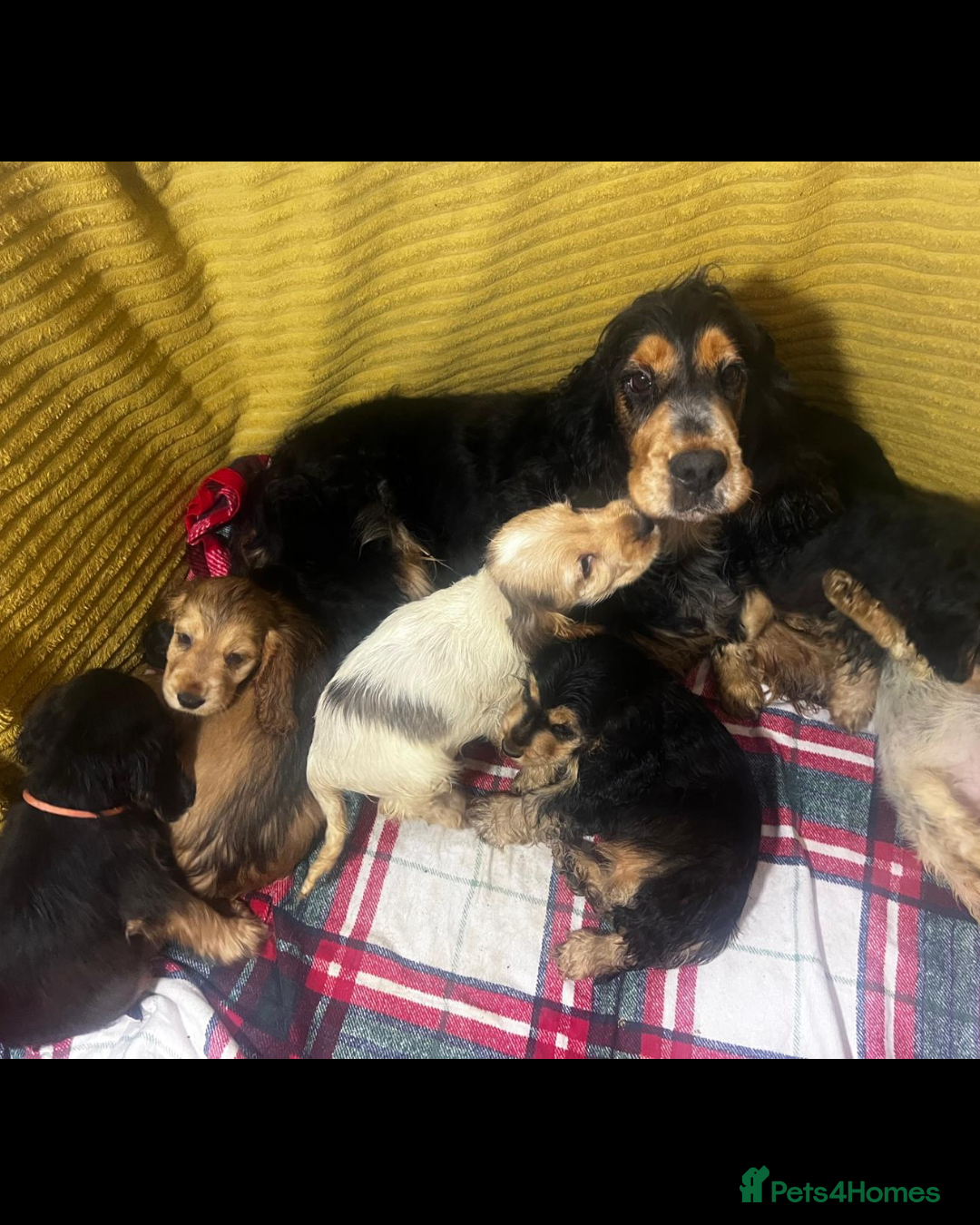 Cocker Spaniel dogs Quality, Show type, Cocker spaniel puppies. - Advert 6