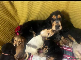 Cocker Spaniel dogs Quality, Show type, Cocker spaniel puppies. - Advert 1