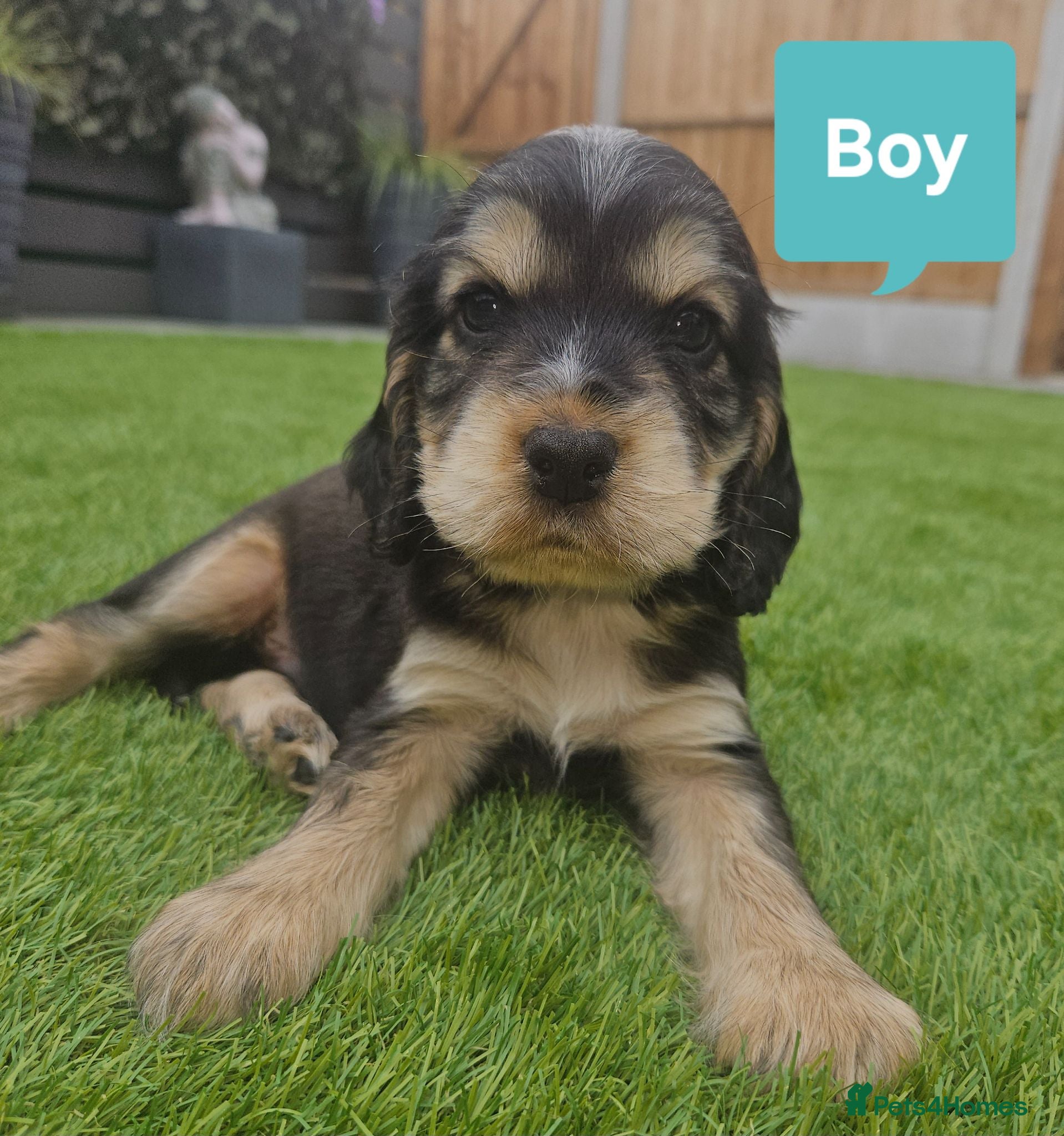 Cocker Spaniel dogs Show Cocker Spaniel - Advert 1