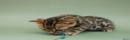 Bengal cats for sale: 🔥 Beautiful Bengal girl🔥 - Advert 11