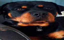 Rottweiler dogs for sale: Dave.  - Advert 8