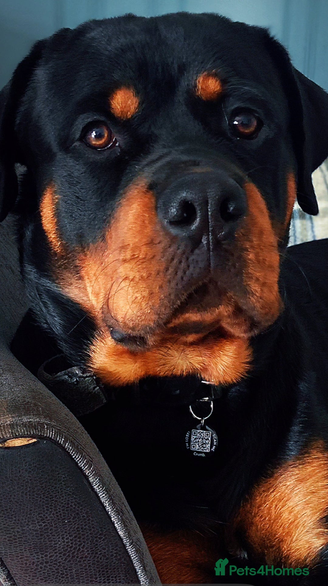 Rottweiler dogs for sale: Dave.  - Advert 8