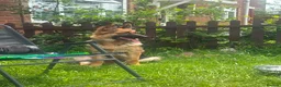 German Shepherd dogs for sale: 7 month german shepherd male in Shrewsbury - Advert 4