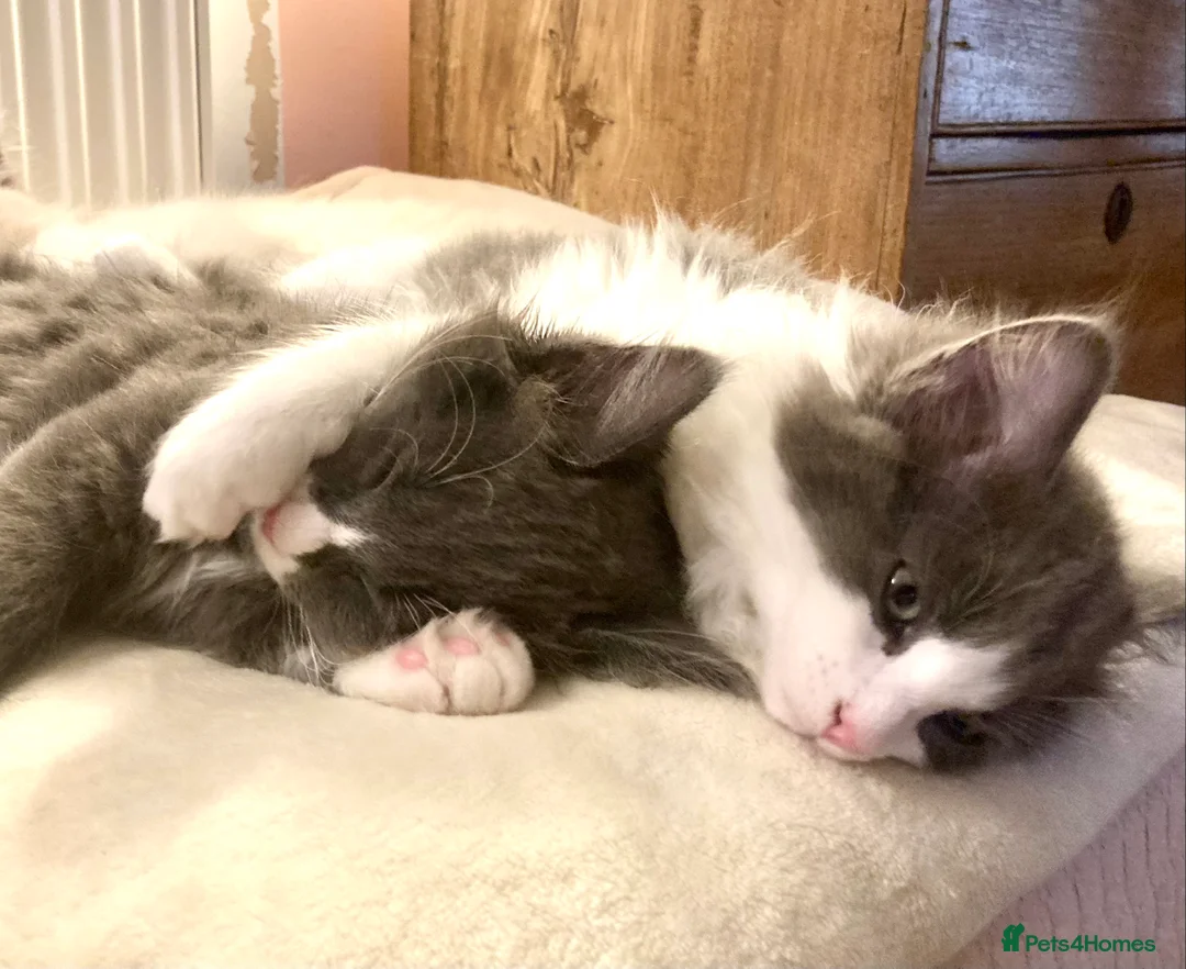 Maine Coon cats for sale: Rag Coon Kittens - Advert 5