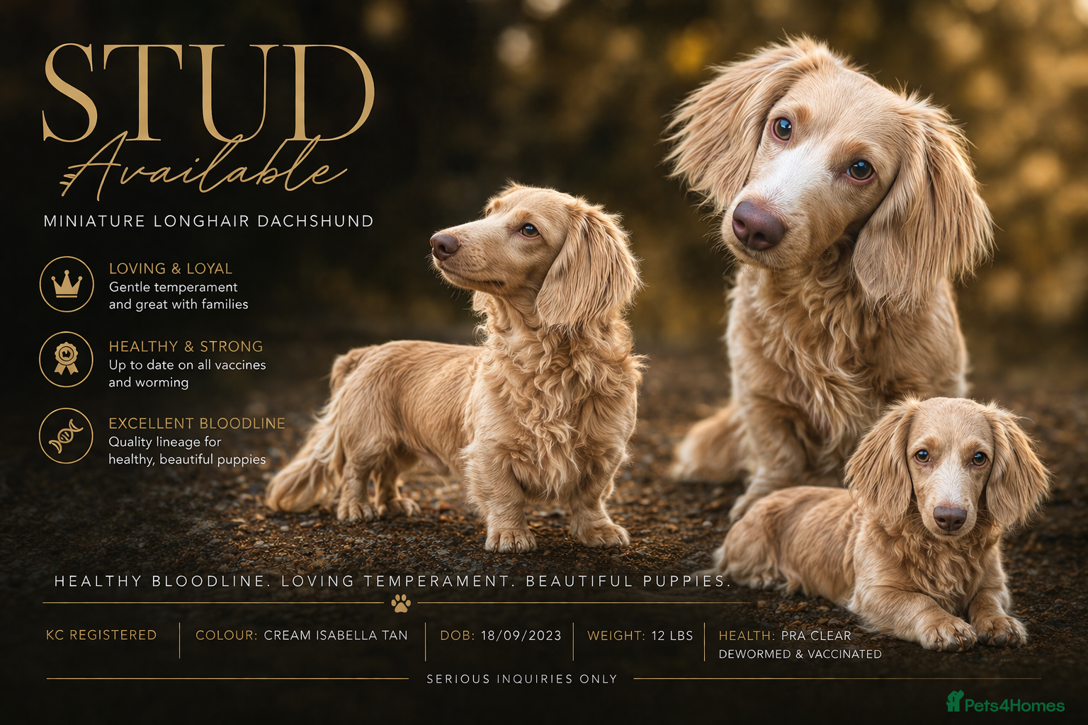Miniature Dachshund dogs Long-haired miniature Dachshund Stud Isabella/Tan - Advert 2