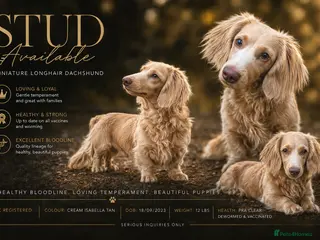 Miniature Dachshund dogs Long-haired miniature Dachshund Stud Isabella/Tan - Advert 2