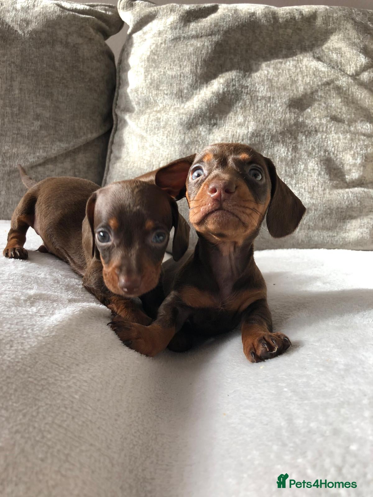 Miniature Dachshund dogs Miniature dachshund puppies  - Advert 7