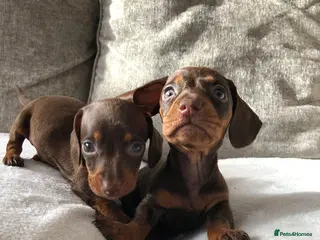 Miniature Dachshund dogs Miniature dachshund puppies - Advert 1