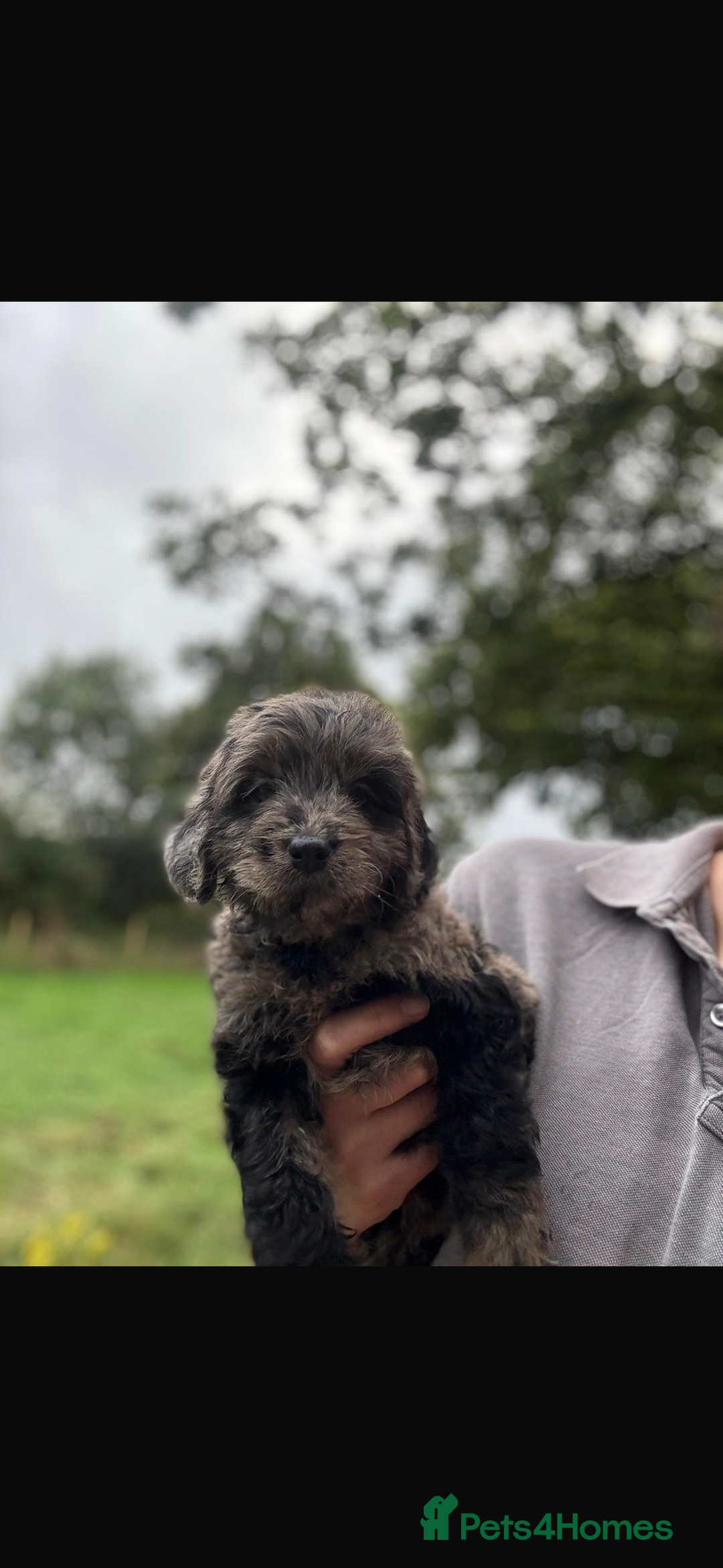 Mini Goldendoodle dogs for sale: 🐶Golden doodle puppies for sale ready to leave🐶 - Image 6