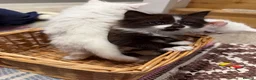 Turkish Angora cats for sale: Turkish Angora Playful Kittens - Advert 17