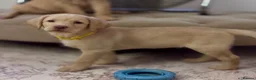 Labrador Retriever dogs for sale: Chunky yellow Labrador pups  - Advert 8
