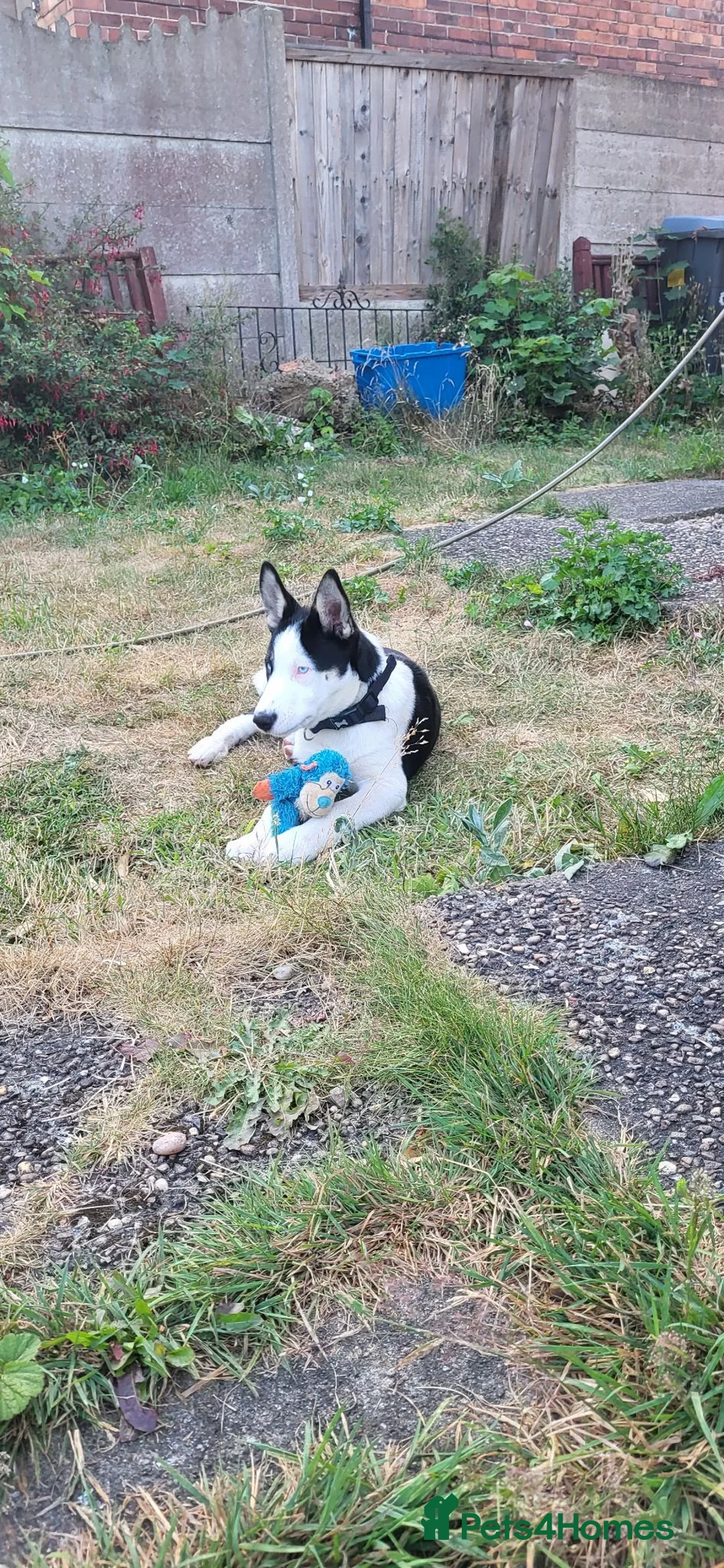 Mixed Breed dogs for sale:  Adopt Domino  in Dronfield - Advert 2