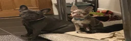 French Bulldog dogs for sale: French Bulldog Puppies - Advert 22