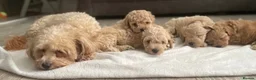 Maltipoo dogs for sale: ✨ 1 MALE LEFT Tiny Asian F1B Maltipoo Puppies ✨ - Advert 8