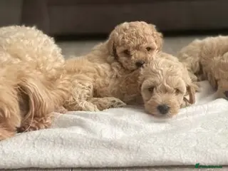 Maltipoo dogs ✨ Tiny Asian F1B Maltipoo Puppies ✨ - Advert 6