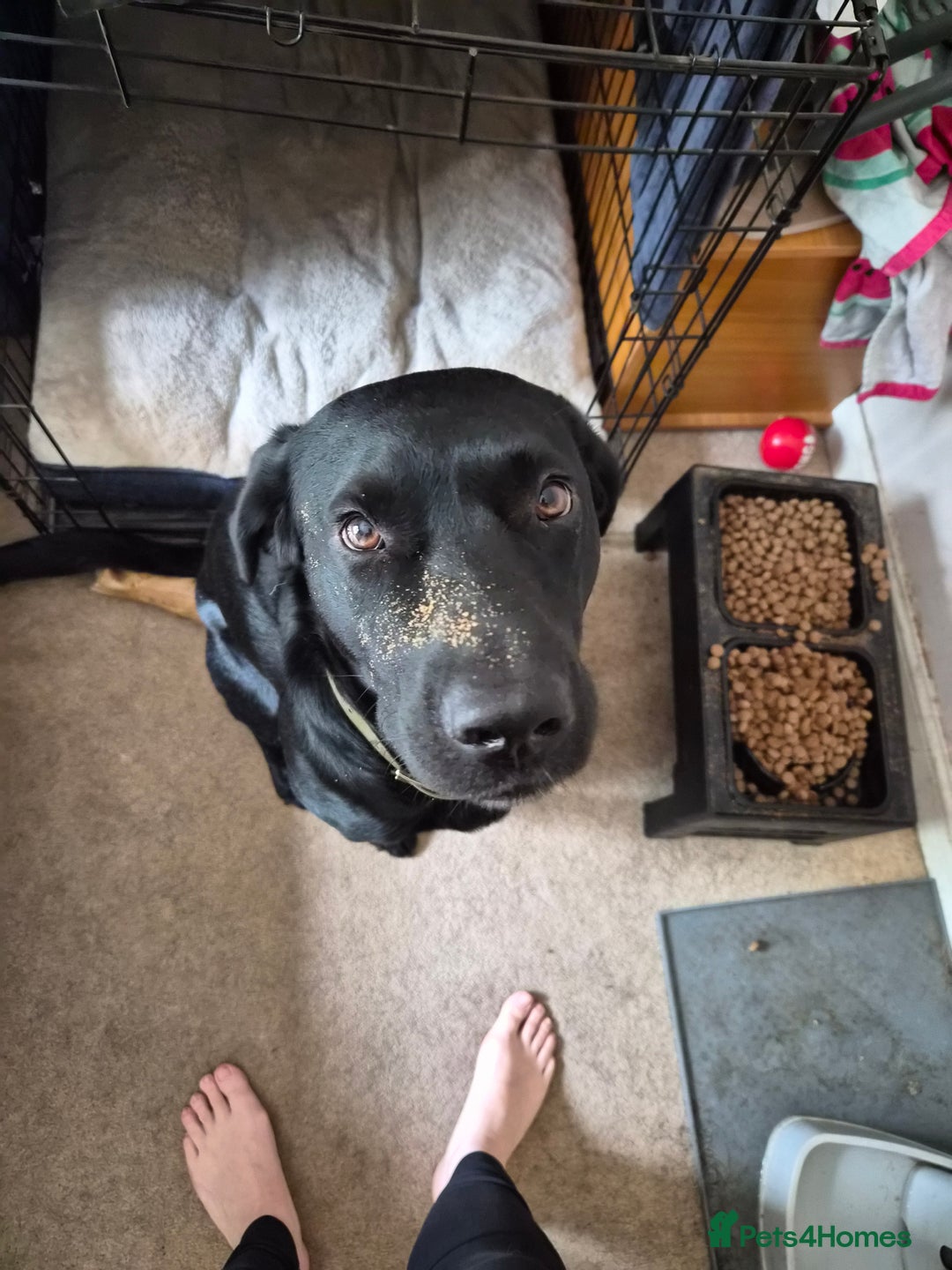 Labrador Retriever dogs for stud: KC Registered working Lab Stud – Proven – Smokie - Advert 8