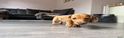 Miniature Dachshund dogs for sale: Beautiful Miniature Dachshund Puppies  - Advert 5